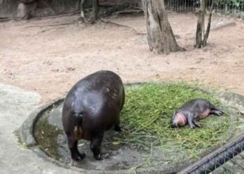 ดูเลย! ตารางกิจวัตรประจำวัน ‘หมูเด้ง’ ไปชมจะได้ไม่พลาด