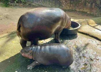น้อง‘หมูเด้ง’ ดัง จนมีเพจปลอมฉวยโอกาสหากิน