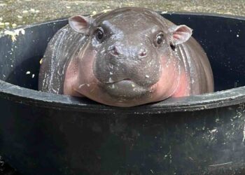 นับวัน ‘หมูเด้ง’ยิ่งน่ารัก