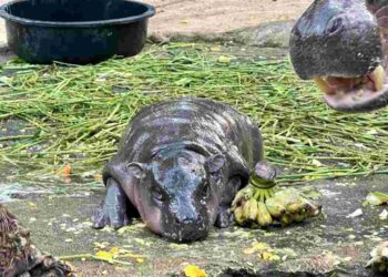 13 ตุลาคม ยอดคนไปดูน้อง‘หมูเด้ง’ 14,573 คน สูงสุดเป็นประวัติการณ์