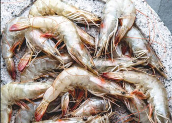 กุ้งไทยยังไม่ฟื้น ปี 2025 ยังซบเซา จากราคาส่งออกกุ้งที่หดตัวอุปสงค์ในตลาดโลกซบเซา
