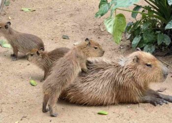 ประมวลความน่ารัก! ‘กิง – ก่อง – แก้ว’ 3 ลูกคาปิบาร่าน้อยสุดคิวท์