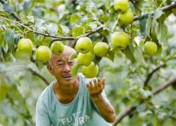 เทคโนโลยีดิจิทัลหนุนอุตสาหกรรม ‘สาลี่พันธุ์พื้นเมือง’ ในซานซีได้อย่างไร