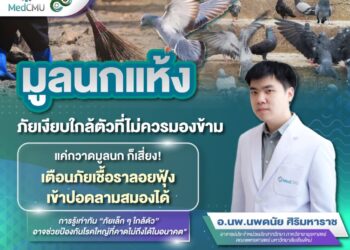 แพทย์ มช. เตือน มูลนกแห้ง…ภัยเงียบใกล้ตัว แค่กวาด ก็เสี่ยง! เชื้อราลอยฟุ้งเข้าปอด ลามสมองอักเสบ