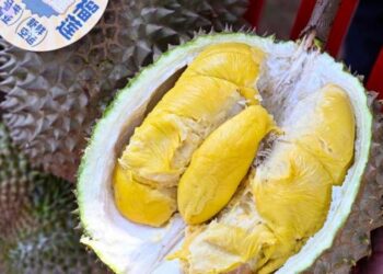 ผู้ประกอบการชี้ ความต้องการทุเรียนของตลาดจีน ยังห่างไกลจากจุดอิ่มตัว