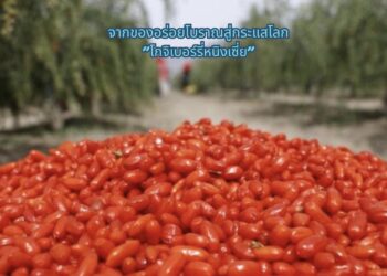 จากของอร่อยโบราณสู่กระแสโลก: การยกระดับอุตสาหกรรมและการเดินทางสู่ระดับโลกของโกจิเบอร์รี่หนิงเซี่ย