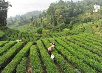 จีนออกแนวปฏิบัติเร่งฟื้นฟู-ส่งเสริม ‘อุตสาหกรรมดั้งเดิม’ ไหม ชา และเครื่องเคลือบ สู่ตลาดโลก