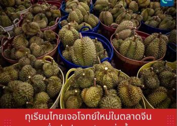ทุเรียนไทยเจอโจทย์ใหม่ในตลาดจีน เมื่อคู่แข่งอาเซียนเพิ่มขึ้น